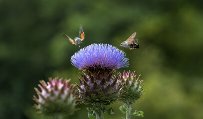 hummingbird hawk-moth feeding nectar from a purple flower of a thistle © Marc Andreu