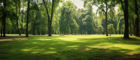 Obraz premium Beautiful panoramic landscape of park with trees and green grass field in autumn sunny morning.