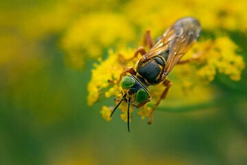Wildflower Serenade: Wasp in Natural Harmony