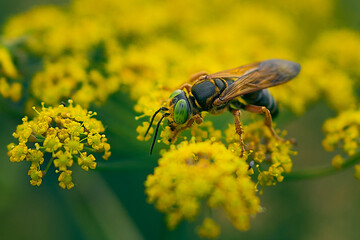 A Wasp on Wild Flowers