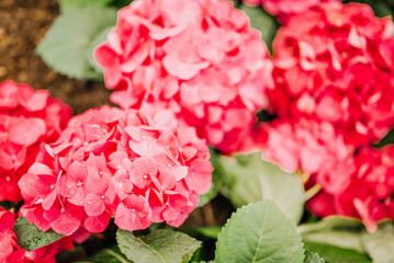 Pink hydrangea flowers