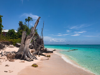 Dead trees on Seven Mile Beach by the Caribbean Sea, Grand Cayman, Cayman Islands