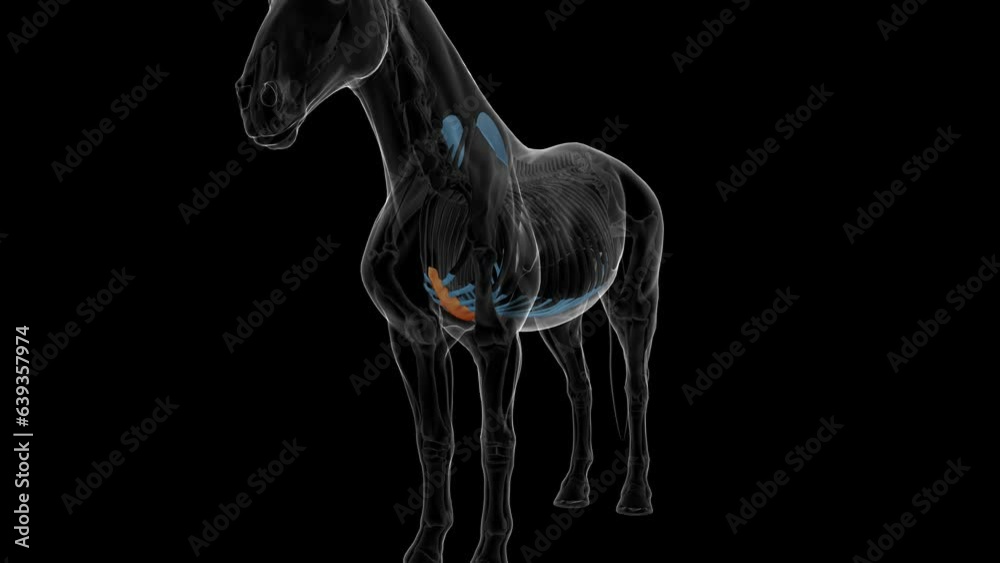 Canvas Prints Sternum bone horse skeleton anatomy for medical concept 3D rendering