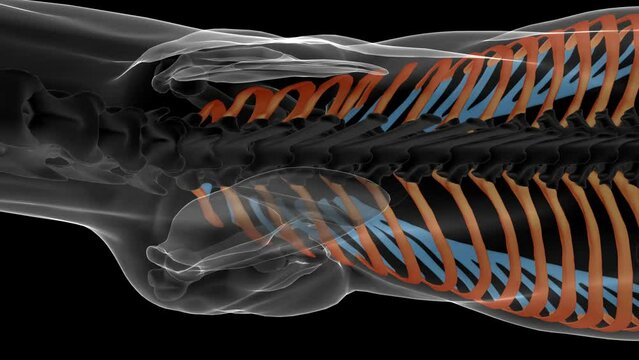 rib cage bones horse skeleton anatomy for medical concept 3D rendering