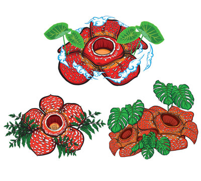 vector design of 3 raflesia arnoldii decorative flowers usually used for graphic design elements