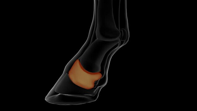 Short pastern bone horse skeleton anatomy for medical concept 3D rendering