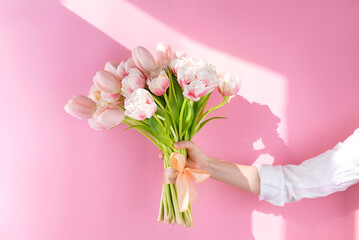 Bouquet of fresh tulip flowers in hand on a pink background.