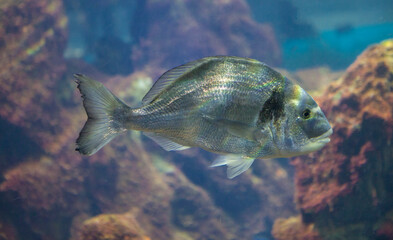 Gilt-head bream or Sparus aurata