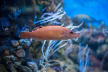 Cuckoo wrasse female or labrus mixtus