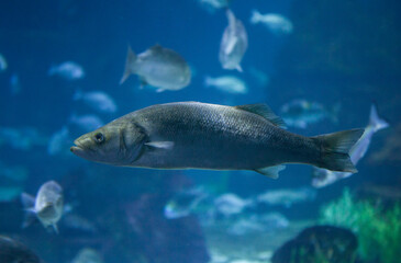 European seabass or dicentrarchus labrax