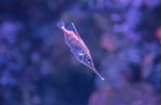 Longspine snipefish or Macroramphosus scolopax