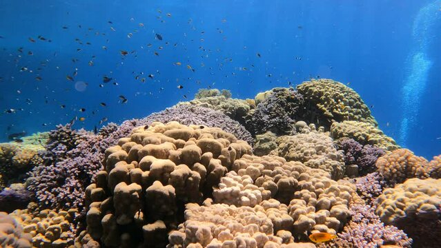 Ein buntes Korallenriff im Roten Meer