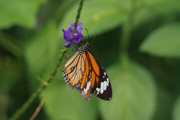butterfly on flower HD