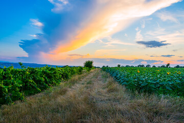 Campagne Iséroise au couché du soleil