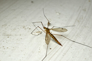 A large mosquito stands on a shiny metal bench