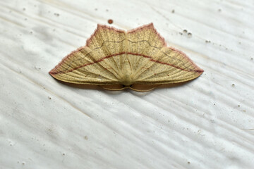 Closeup on a Blood-vein geometer moth,Timandra comae, sitting with open wings in the vegetation...