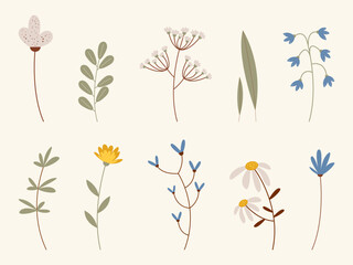 Collection of isolated flower and herbal clipart. Vector illustration of wildflowers in pastel gentle colors.