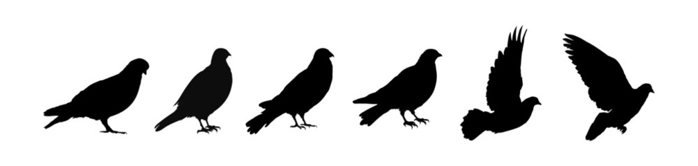 Pigeon silhouette, bird  collection - vector illustration