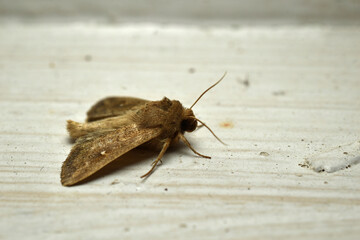 Cutworm Apamea monoglypha resting on a dirty window sill, side view.