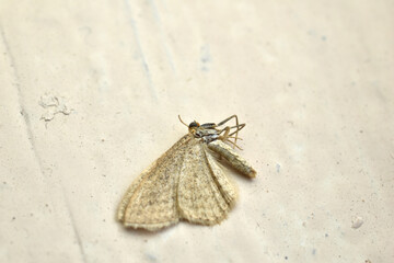Dead moth Lattice heather or Moth common motley moth, female.