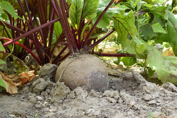 Red beets with tops in the garden.