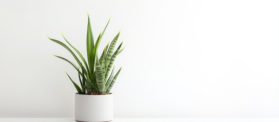 Sansevieria and crassula plants in pots on a white background with room for text