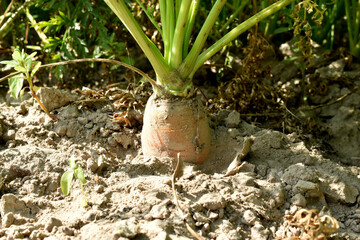 Red carrots with tops in the garden.