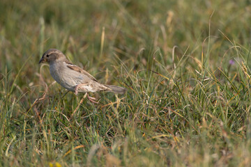 House Sparrow, Passer domesticus