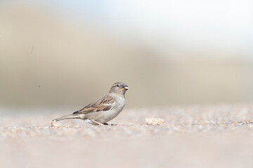 House Sparrow, Passer domesticus