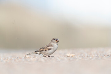 House Sparrow, Passer domesticus