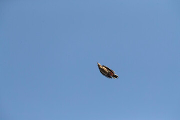 Great Spotted Woodpecker, Dendrocopos major