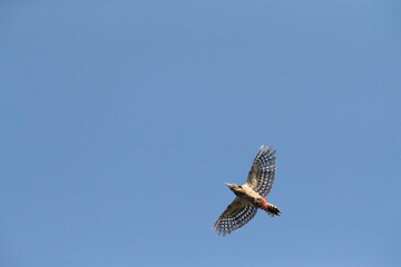 Great Spotted Woodpecker, Dendrocopos major