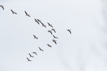 Greylag Goose, Anser anser, in flight