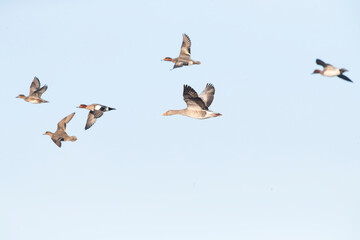 Greylag Goose, Anser anser, in flight