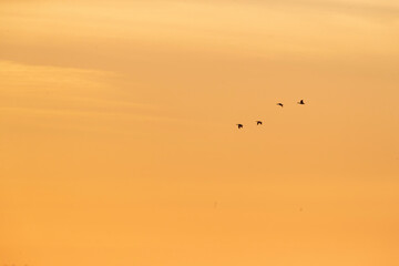 Greylag Goose, Anser anser, in flight