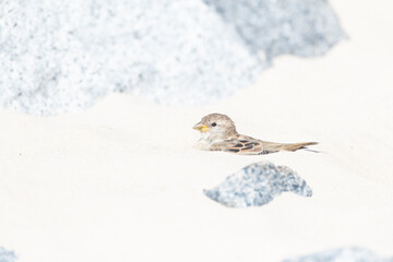 House Sparrow, Passer domesticus