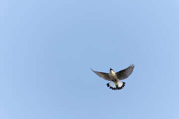 Northern Wheatear, Oenanthe oenanthe