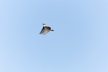 Northern Wheatear, Oenanthe oenanthe