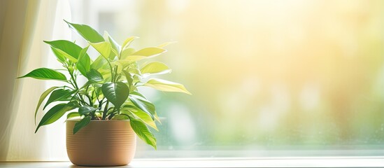 Fototapeta na wymiar The sunlit window adorned by a plant in green