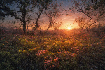 Fototapeta na wymiar Piękne widoki na krajobrazy zawierające mchy porosty i kwiaty w zbliżeniu w promieniach zachodzącego słońca. Lato w pełni.