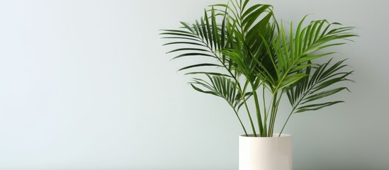Minimal tropical houseplant home decor Kentia or Areca palm against white wall Palm tree in pot isolated on white background Home gardening love of houseplants