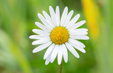 Obraz premium Blooming chamomile field in the garden. Growing herbal plants.