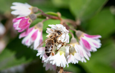 Flowering shrub Deutzia. Bees pollinate a flowering plant.