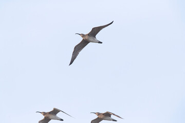 Eurasian Whimbrel, Numenius phaeopus
