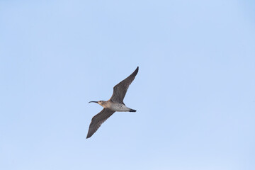 Eurasian Whimbrel, Numenius phaeopus
