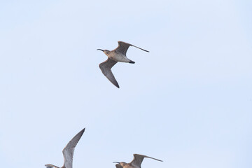 Eurasian Whimbrel, Numenius phaeopus
