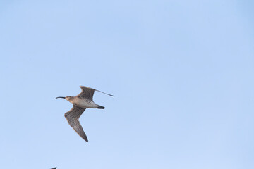 Eurasian Whimbrel, Numenius phaeopus