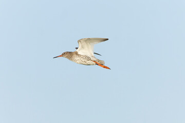 Common Redshank, Tringa totanus