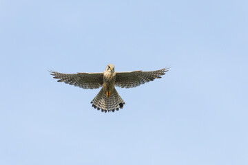 Eurasian Kestrel, Falco tinnunculus