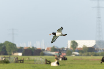 Eurasian Oystercatcher, Haematopus ostralegus